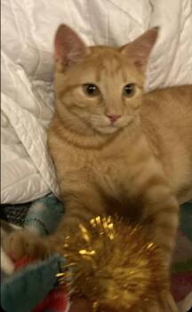 Rescue Domestic Short Hair Cats for Adoption in Warr Acres, Oklahoma - Meri | PetCurious