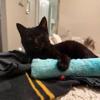 Domestic Short Hair Cats Available for Adoption - Rocky | PetCurious