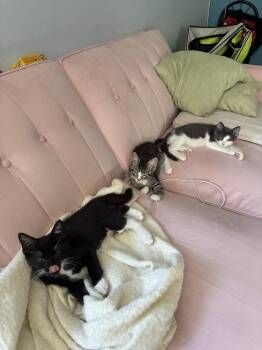 Wolverine -  Domestic Short Hair Cat for Adoption in Elmsford, New York - Wolverine | PetCurious