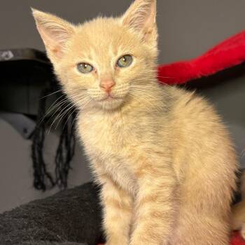 Isely -  Domestic Short Hair Cat for Adoption in Jupiter, Florida - Isely | PetCurious