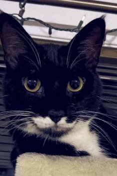 Sylvester -  Domestic Short Hair Cat Available for Adoption in Vancouver, Washington - Sylvester | PetCurious