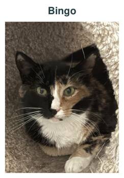 Bingo -  Calico Cat for Adoption in Richland Center, Wisconsin - Bingo | PetCurious