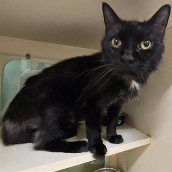 Frank -  Domestic Medium Hair Cat for Adoption in Prince Frederick, Maryland - Frank | PetCurious