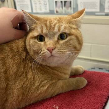 Domestic Short Hair Cats Available for Adoption - Riley | PetCurious