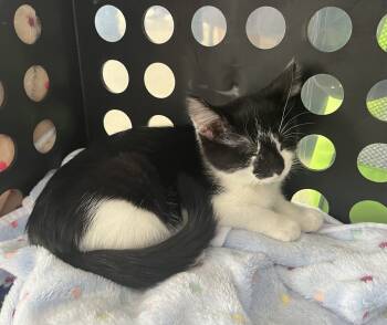 Rescue Domestic Short Hair Cats for Adoption in Fishers, Indiana - SweeTango | PetCurious