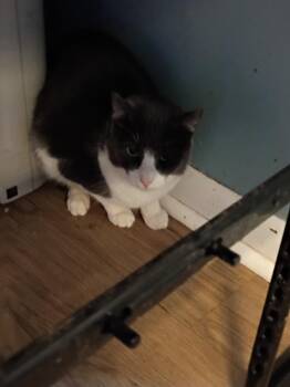 Domestic Short Hair Cats Available for Adoption - Liam | PetCurious