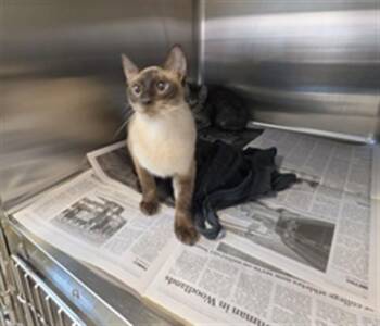 A660070 -  Siamese Cat for Adoption in Houston, Texas - A660070 | PetCurious