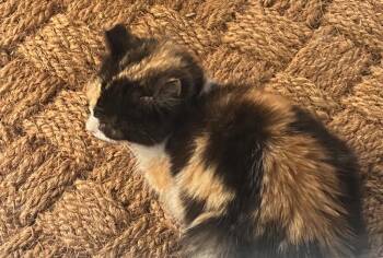 Domestic Short Hair Cats Available for Adoption in Darien, Georgia - Satin | PetCurious