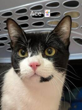 Ace  -  Domestic Short Hair Cat Available for Adoption in Walla Walla, Washington - Ace  | PetCurious