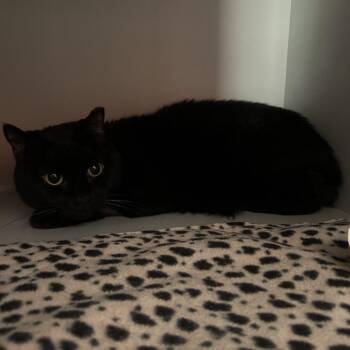Ninja -  Domestic Short Hair Cat for Adoption in Sarasota, Florida - Ninja | PetCurious