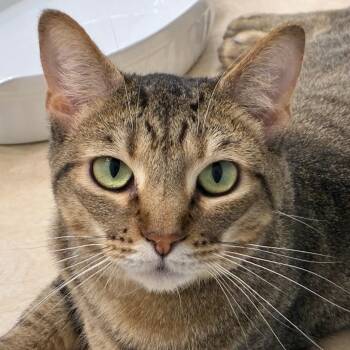 Wanda -  Tabby Cat for Adoption in Lancaster, South Carolina - Wanda | PetCurious