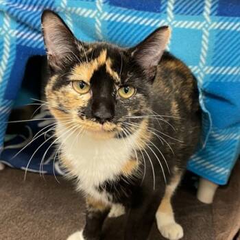 Rescue Domestic Short Hair Cats for Adoption in Wheaton, Illinois - Club Penguin | PetCurious