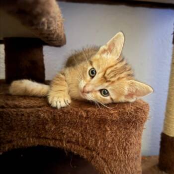 Abu -  Domestic Short Hair Cat for Adoption in Tustin, California - Abu | PetCurious