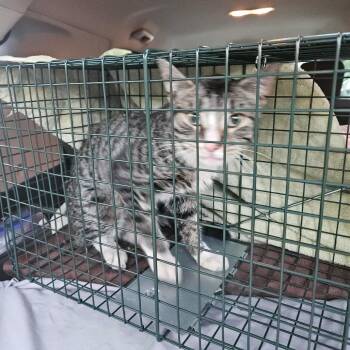 Alley -  Domestic Medium Hair Cat for Adoption in Ringtown, Pennsylvania - Alley | PetCurious