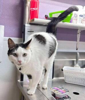 Domestic Short Hair Cats Available for Adoption in Knoxville, Iowa - Meowboy | PetCurious