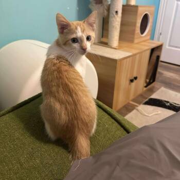 Rescue Domestic Short Hair Cats for Adoption in Eagle Mountain, Utah - Silas Valdez | PetCurious