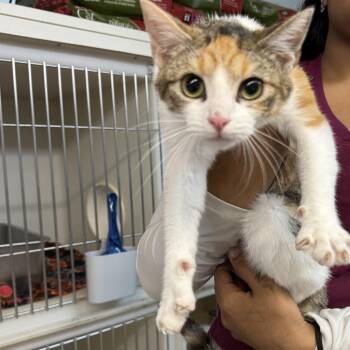 American Shorthair Cats Available for Adoption in Madison, Wisconsin - Penny | PetCurious