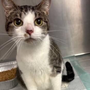 Nelly -  Domestic Short Hair Cat for Adoption in Fort Worth, Texas - Nelly | PetCurious