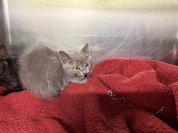 MOOSE -  Domestic Short Hair Cat for Adoption in Grand Prairie, Texas - MOOSE | PetCurious