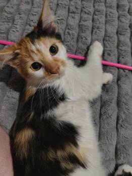 Ms. Scarlett -  Domestic Short Hair Cat for Adoption in Overland Park, Kansas - Ms. Scarlett | PetCurious