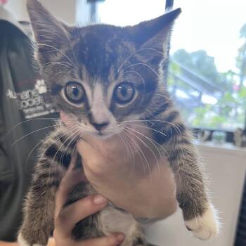 Lovebug -  Domestic Short Hair Cat for Adoption in Tampa, Florida - Lovebug | PetCurious