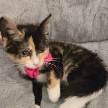 Roxie Max-AR -  Domestic Short Hair Cat for Adoption in Tallahassee, Florida - Roxie Max-AR | PetCurious