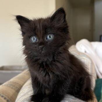 Alistair -  Domestic Medium Hair Cat for Adoption in Newberg, Oregon - Alistair | PetCurious