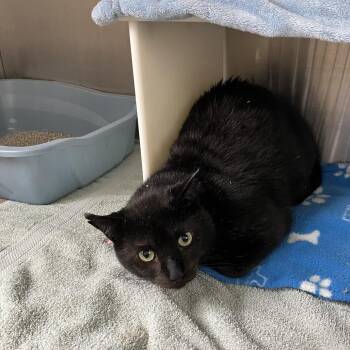 Charcoal -  Domestic Short Hair Cat for Adoption in Burlington, Ontario - Charcoal | PetCurious