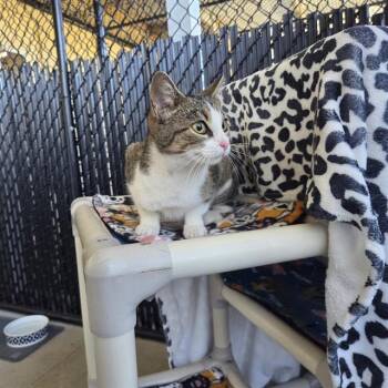 Domestic Short Hair Cats Available for Adoption - KIKI | PetCurious