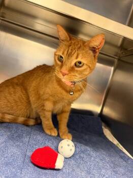 Sparkles -  Domestic Short Hair Cat for Adoption in Mineral, Virginia - Sparkles | PetCurious
