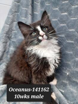 Oceanus -  Domestic Long Hair and Domestic Medium Hair Cat Available for Adoption in New York, New York - Oceanus | PetCurious