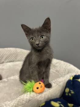 Gabanna -  Domestic Short Hair Cat for Adoption in Columbus, Ohio - Gabanna | PetCurious