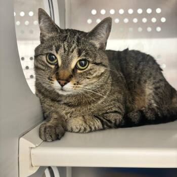 Moeeza -  Domestic Short Hair Cat for Adoption in Clavet, Saskatchewan - Moeeza | PetCurious
