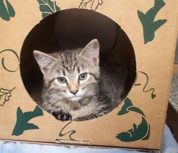 BABY GIRL -  Domestic Short Hair Cat for Adoption in St. Louis, Missouri - BABY GIRL | PetCurious