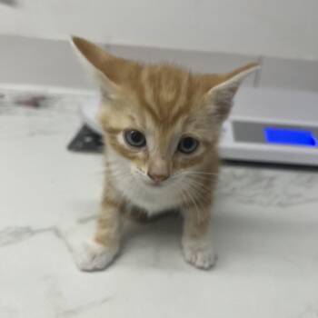 Calpurnia -  Domestic Short Hair Cat for Adoption in St. Louis, Missouri - Calpurnia | PetCurious