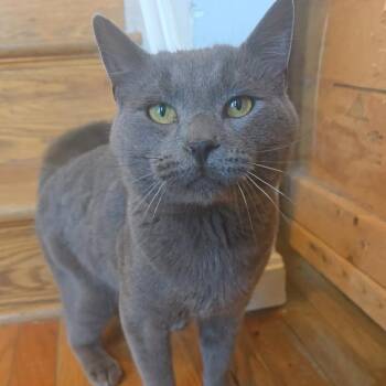 Domestic Short Hair Cats Available for Adoption in Jarrettsville, Maryland - Gary | PetCurious