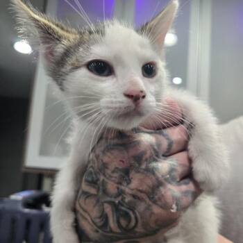 Domestic Short Hair Cats Available for Adoption in Sioux Falls, South Dakota - Elias | PetCurious