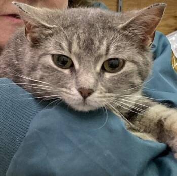 Angelica -  Domestic Short Hair Cat for Adoption in Grand Rapids, Minnesota - Angelica | PetCurious
