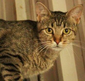 Rescue Tabby Cats for Adoption in Newburg, Missouri - Melon | PetCurious