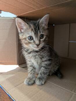 Daisy -  Domestic Short Hair Cat for Adoption in Columbia, Maryland - Daisy | PetCurious