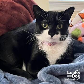 Domestic Short Hair Cats Available for Adoption in Washington, District Of Columbia - Chitter Chatter | PetCurious