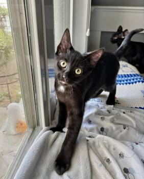 Sparkleberry -  Domestic Short Hair Cat for Adoption in Apex, North Carolina - Sparkleberry | PetCurious