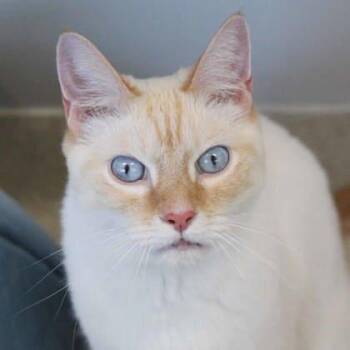 Benji -  Siamese Cat for Adoption in Atlanta, Georgia - Benji | PetCurious