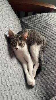 Mr. Snuggles -  Domestic Short Hair Cat for Adoption in O