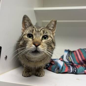 Domestic Short Hair Cats Available for Adoption in Philadelphia, Pennsylvania - Fig | PetCurious