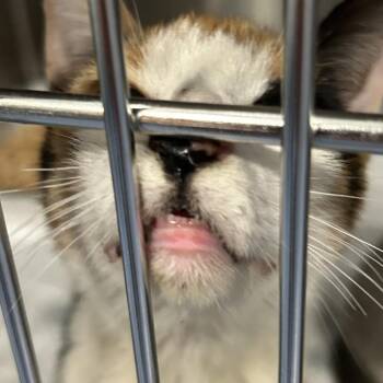 Patches -  Domestic Short Hair Cat for Adoption in Greensboro, North Carolina - Patches | PetCurious