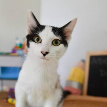 Rescue Domestic Short Hair Cats for Adoption in Hermitage, Pennsylvania - Finch | PetCurious