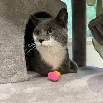 Smokey -  Domestic Medium Hair Cat for Adoption in Bedford, New Hampshire - Smokey | PetCurious