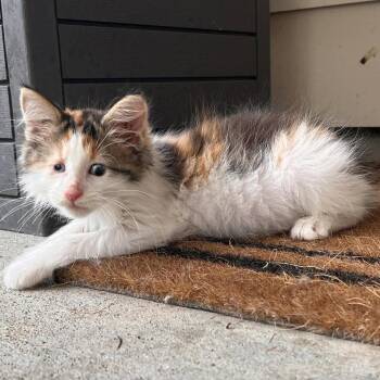 Braille -  Domestic Long Hair Cat for Adoption in Candler, North Carolina - Braille | PetCurious