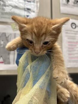 Domestic Short Hair Cats Available for Adoption in Las Vegas, Nevada - HENRY | PetCurious